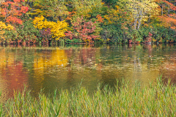Fototapeta premium Towada Hachimantai National Park in early autumn