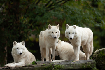 White wolf in the forest during the autumn