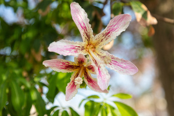 silk floss tree flowers in Egypt