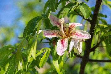 silk floss tree flowers in Egypt