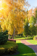 Naklejka premium Sunny day at autumn park with colorful trees. Autumn in park, landscape