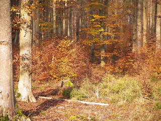 Obraz na płótnie Canvas Autumnal nature in sunny day