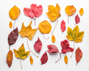 Colorful autumn leaves on white background