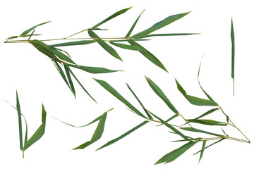 Bright jungle green bamboo leaves on white background