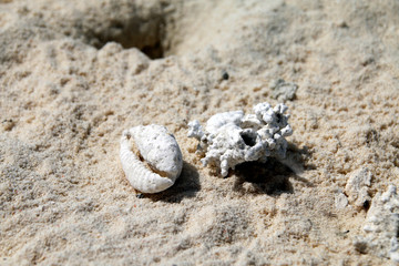Coquille et pierre sur la plage