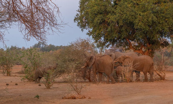 A family group of African elephants forage on green leaves on bushes in the Pafuri area of the Kruger National Park in South Africa image in horizontal format