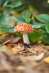 Fliegenpilz in der Natur