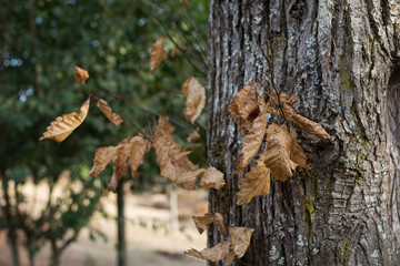 Trunk of a tree with dry leaves at the arrival of autumn.
