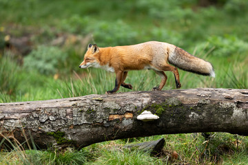 Red fox in walking on the wood in the forest during the autumn