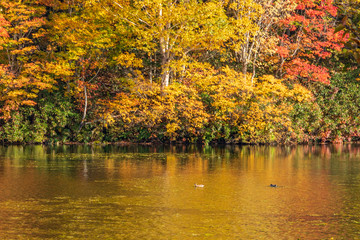 Obraz premium Towada Hachimantai National Park in early autumn