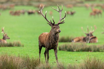 Red deer in the forest during the autumn