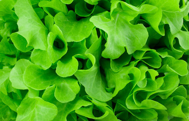 close-up fresh green organic lettuce background