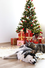 Pair of black and white siberian huskies on Christmas eve concept. Couple of adorable dogs, girl and boy on the floor rug by the holiday pine tree. Festive background, close up, copy space.
