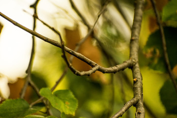 branch with leaves