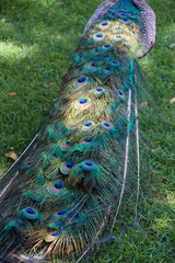 Obraz premium Long tail of a peacock