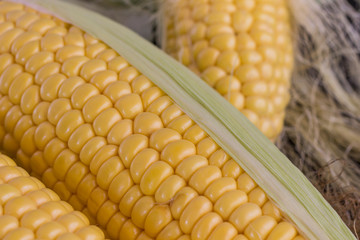 Raw corn cobs, close up.