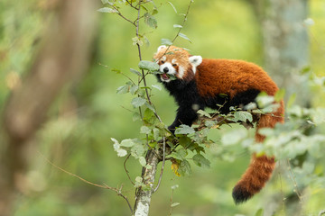 Red panda eating on the tree © AB Photography