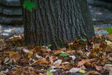 autumn leaves in the forest
