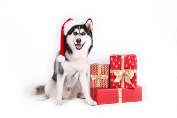 Christmas dog concept. Portrait of young funny husky with his tongue sticking out, wearing Santa Clause hat as symbol of holiday spirit, white isolated background. Close up, copy space. © Evrymmnt
