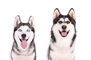 Portrait of young beautiful funny husky dog sitting with its tongue out on white isolated background. Smiling face of domestic pure bred dog with pointy ears. Close up, copy space. © Evrymmnt