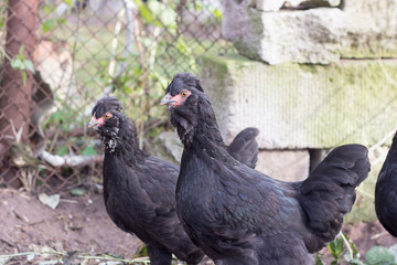 black hens with tufts and beards walk in the yard