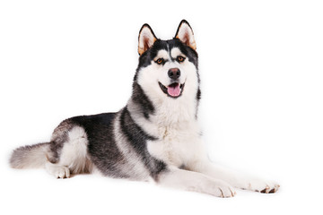 Naklejka na ściany i meble Portrait of young beautiful funny husky dog sitting with its tongue out on white isolated background. Smiling face of domestic pure bred dog with pointy ears. Close up, copy space.