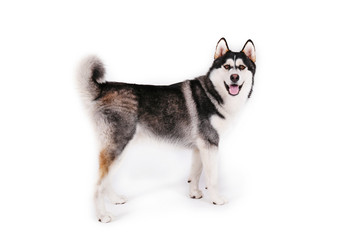 Portrait of young beautiful funny husky dog sitting with its tongue out on white isolated background. Smiling face of domestic pure bred dog with pointy ears. Close up, copy space.