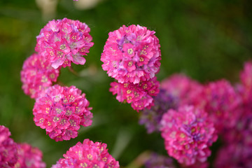 Gartennelke