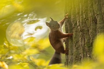Squirrel on the tree in the forest