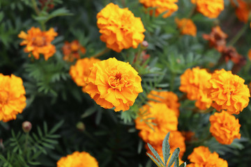 Orange Tagetes flowers close up in organic garden. Many-petalled flowers with various shades of yellow, orange, bronze and red appear in every imaginable combination. Blurred background.
