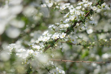 雪柳3