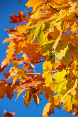 Herbstblätter vor blauem Himmel