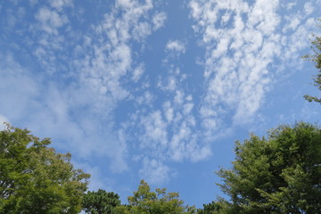 Fototapeta premium 公園から見る秋の大空