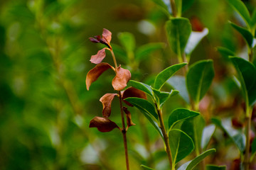 Obraz premium red flower in the garden