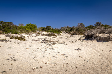 Chrissy island scenery on a sunny summer day with dry trees, white sand and blue clear sky. © Eugene_Photo