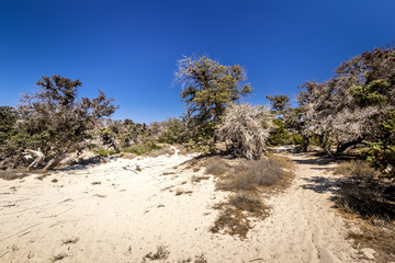 Chrissy island scenery on a sunny summer day with dry trees, white sand and blue clear sky. © Eugene_Photo