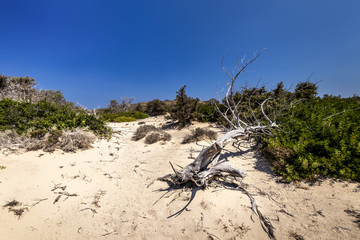 Chrissy island scenery on a sunny summer day with dry trees, white sand and blue clear sky. © Eugene_Photo