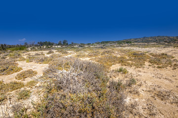 Chrissy island scenery on a sunny summer day with dry trees, brown soil and blue clear sky with haze. © Eugene_Photo