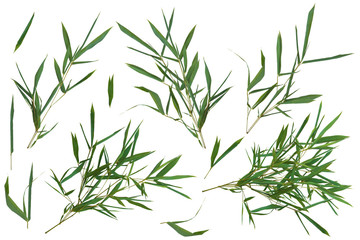 Fototapeta na wymiar Bright fresh green bamboo leaves kit on white background
