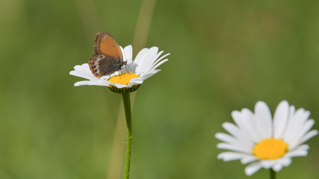 farfalla marrone e beige posata sulla margherita