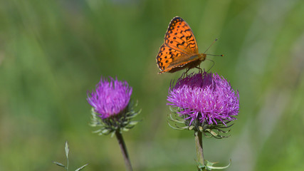 farfalla arancione a puntini neri posata sul cardo nel prato in montagna