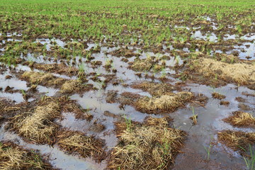 水溜まりのある秋の郊外の穭田風景