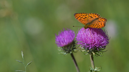 farfalla arancione a puntini neri posata sul cardo nel prato in montagna