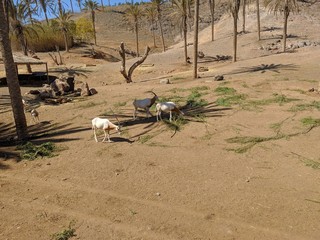 Varios tipos de cabras
