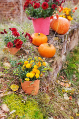 Fototapeta na wymiar chrysanthemum in flowers pots and orange pumpkins in autumn gardens near old brick wall
