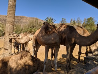 dromedarios