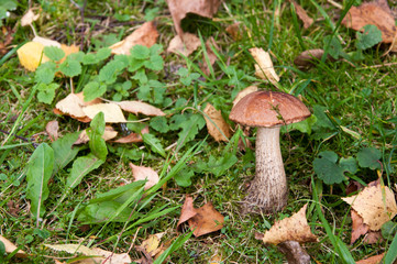 boletus mushroom in the park of Izmailovsky island