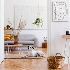 The modern boho interior of open room in cozy apartment with lying dog on the carpet, gray sofa,...