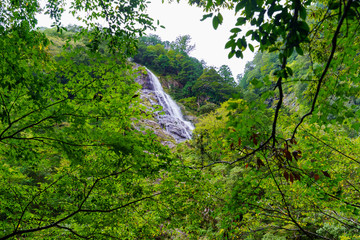 Fototapeta premium 大杉渓谷