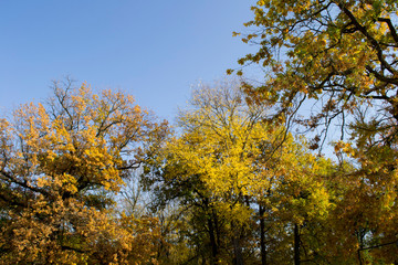 autumn trees against the blue sky